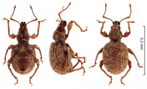 Otiorhynchus crataegi